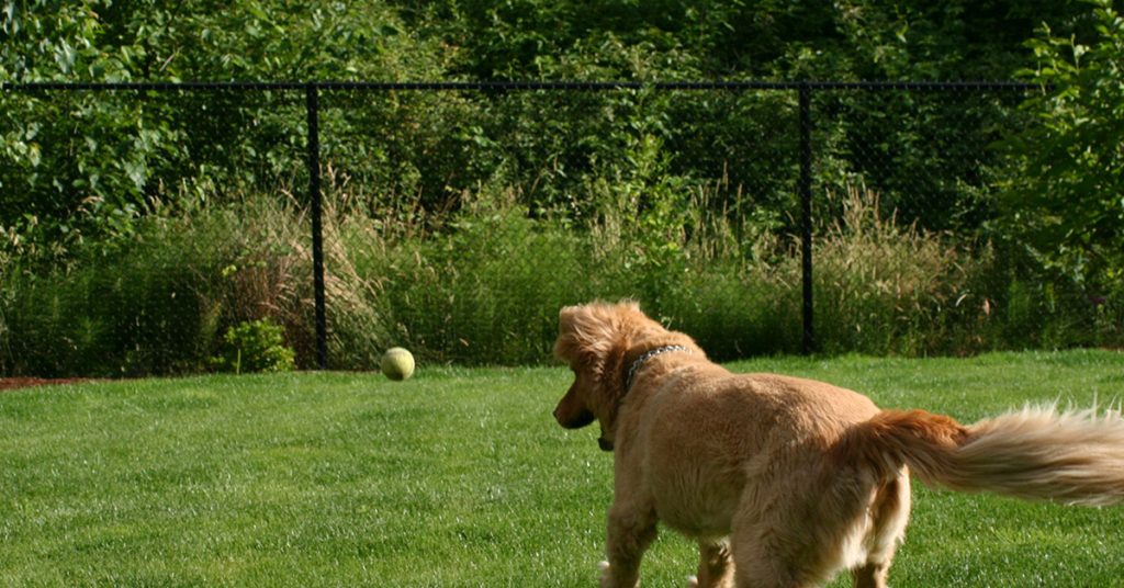 fence for dogs