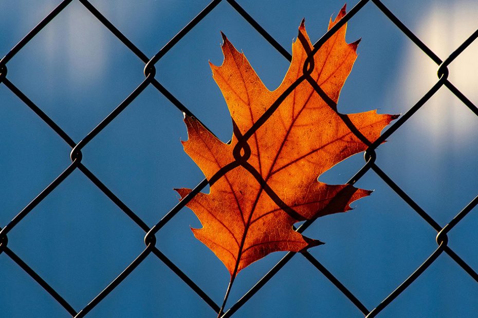 chain link fence with seasonal leaf on it