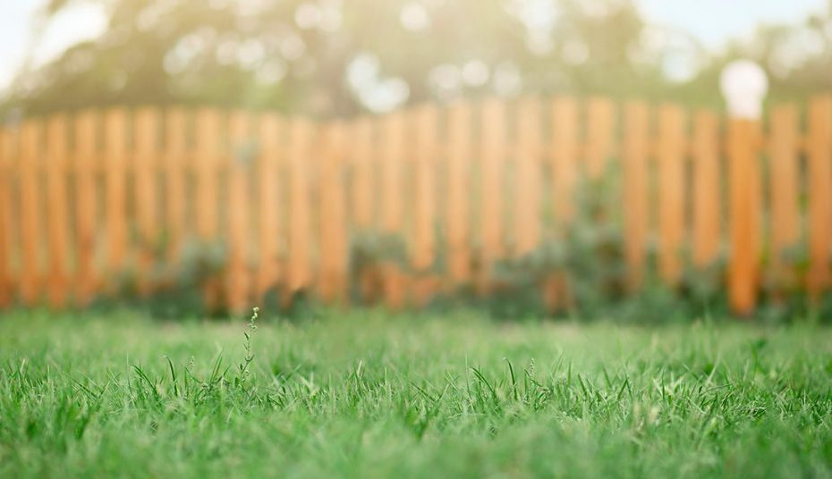 yard and fence