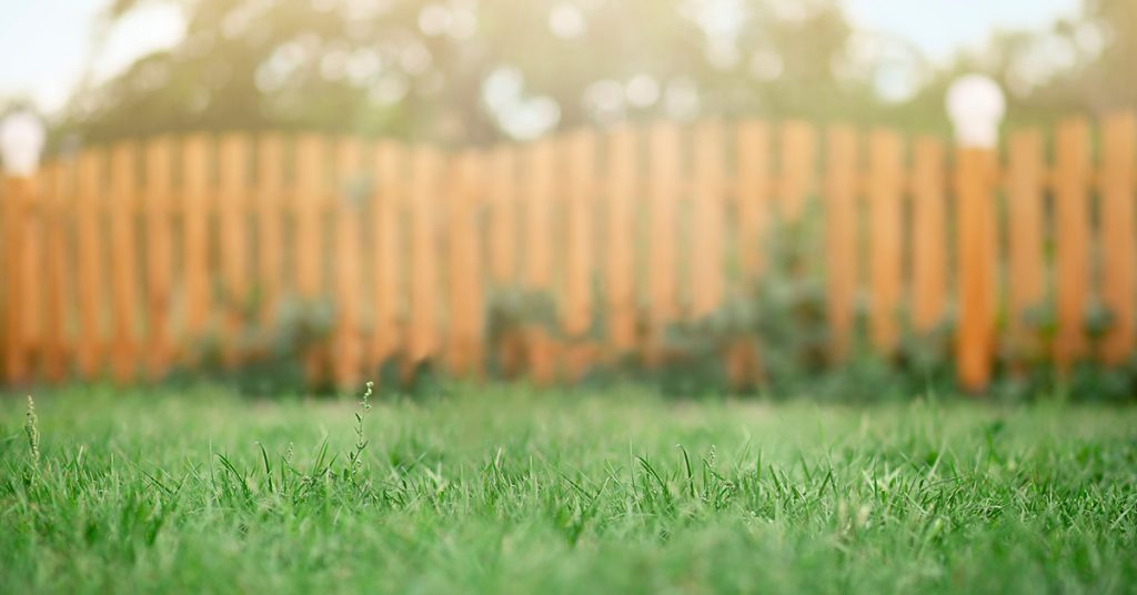 yard and fence