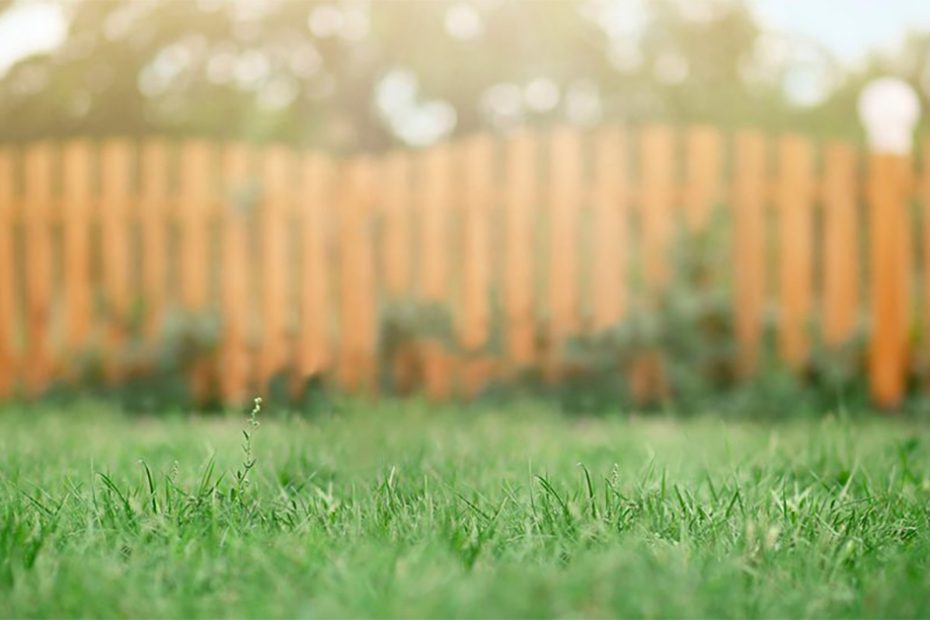 yard and fence